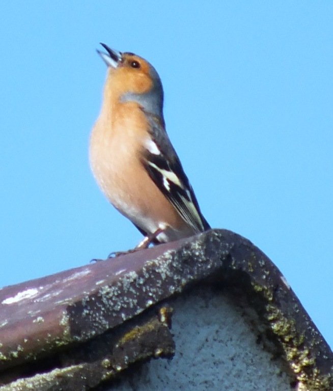 [singing%2520chaffinch%255B4%255D.jpg]