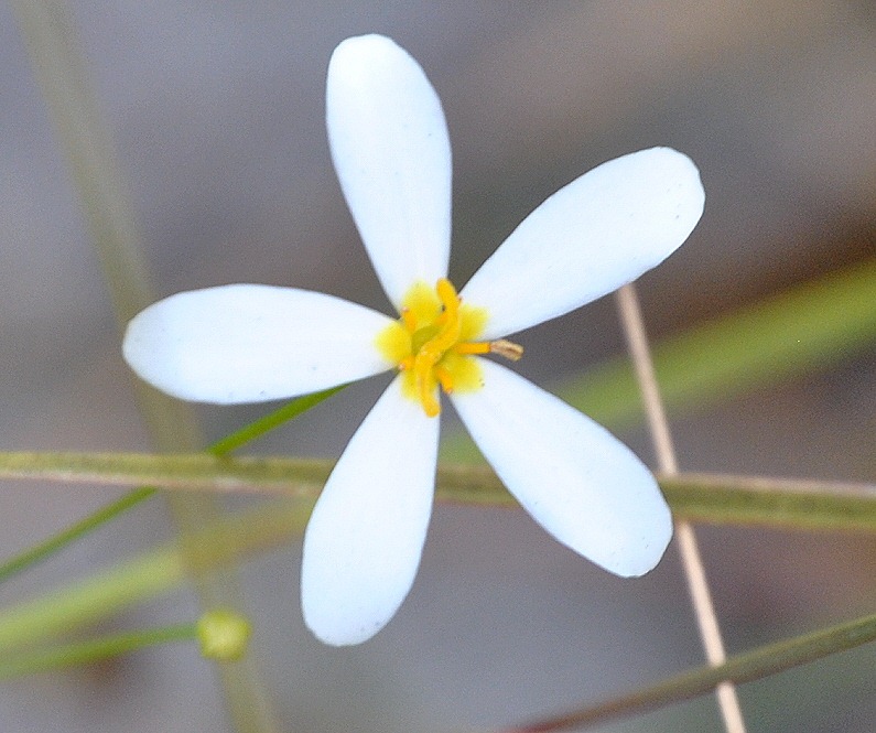 [white-wildflower-38.jpg]