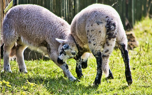 [lambs3.jpg]