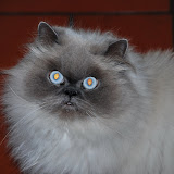 gatti