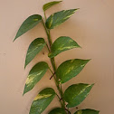 Money Plant