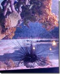 aquarium5