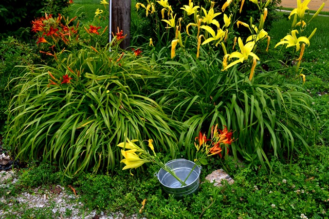 [lilies%2520for%2520inside%255B4%255D.jpg]