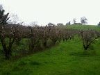 Sep 13 - Petty's Orchard
