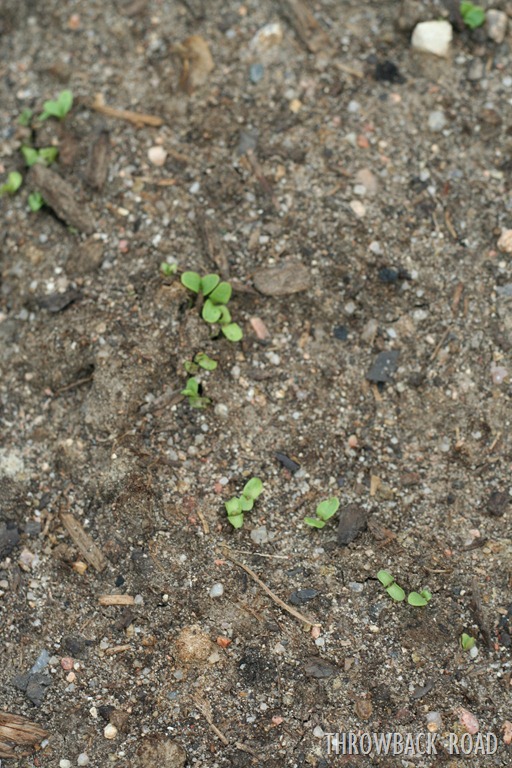 [pizza%2520an%2520garden%2520update%2520016%255B5%255D.jpg]
