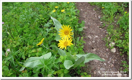 IMG_6961 Balsamroot IMG_6961 Balsamroot