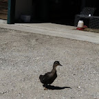 Edward The Duck