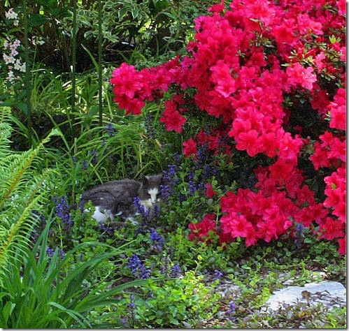 garden-marvin-and-azalea-close-may08 garden-marvin-and-azalea-close-may08