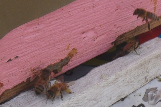 [beespollen2march2012%255B7%255D.jpg]