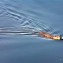 Beaver