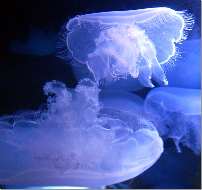 DSC_5466 DSC_5466