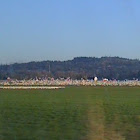 Snow Geese
