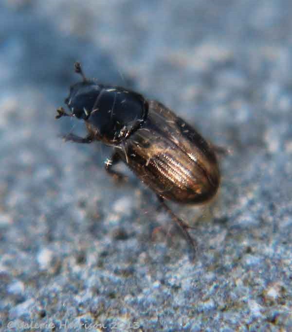 [Aphodius-prodromus-3%255B6%255D.jpg]