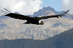 El condor pasa...