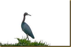 Little Blue Heron