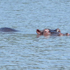 Flusspferd im Lake Magadi © Foto: Ulrike Pârvu | Outback Africa Erlebnisreisen