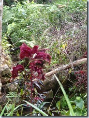 They believe this plant will help protect their garden They believe this plant will help protect their garden