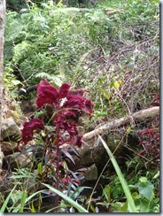 They believe this plant will help protect their garden