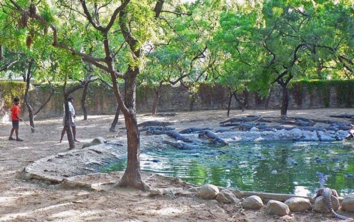 Unbelievable: Kids are training the crocodile