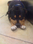 Poor Georgie was pooped out and looking forward to a good night's sleep.Whatever Georgie’s history had been -- you’d never know he’d suffered at the hand of a human or other dogs -- he is sweet and loving and a virtual sponge for affection.