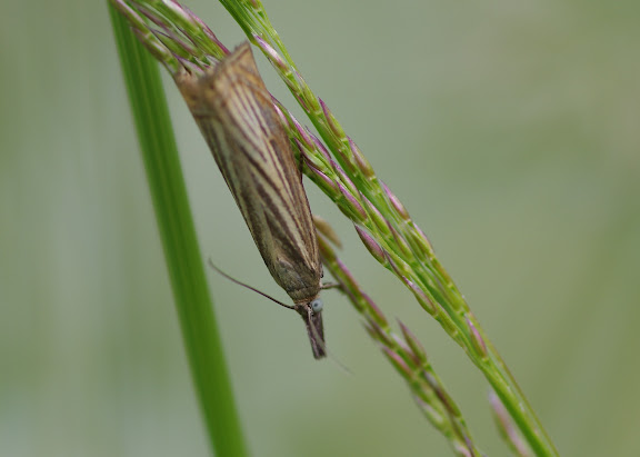 Crambidae : Crambinae : Chrysoteuchia culmella (LINNAEUS, 1758). Les Hautes-Lisières (Rouvres, 28), 14 juin 2012. Photo : J.-M. Gayman