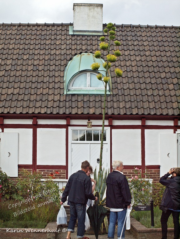 [Blommarvar%252050e%25C3%25A5r%255B9%255D.jpg]