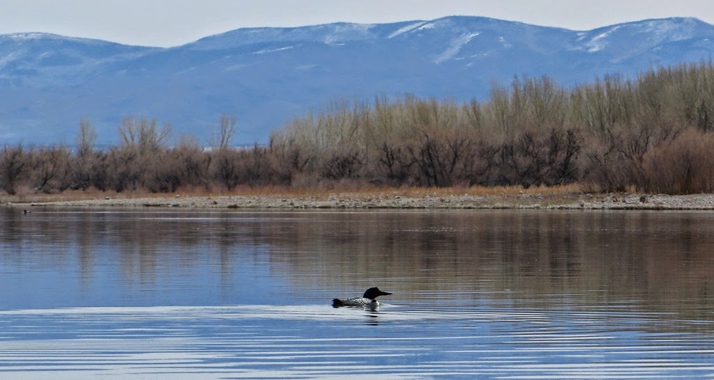 [Beaver4-9-Apr-20146.jpg]