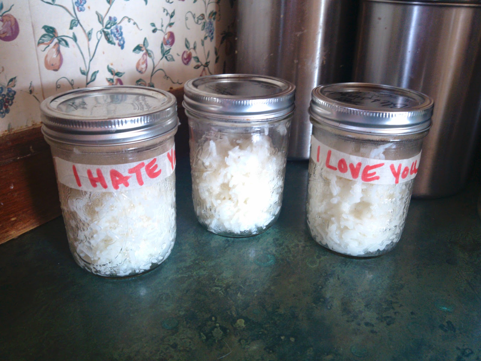 Wherever We Wander I Love You I Hate You Rice Experiment (Clean)