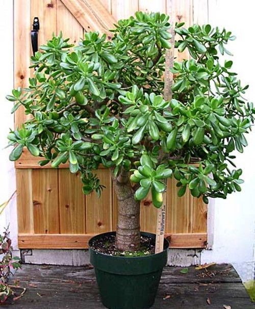 [crassula_portulacea%5B4%5D.jpg]