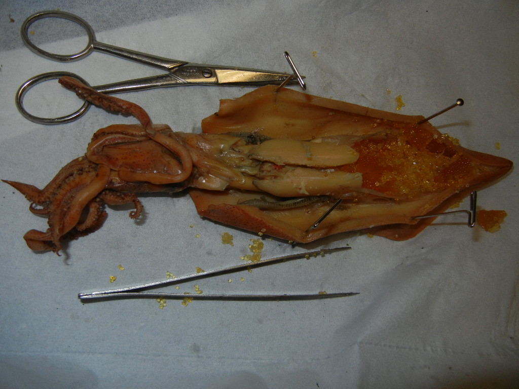Squid Dissection The Biology Corner