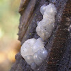 Exidia-nucleata-Crystal-brain-fungus-20091212.JPG