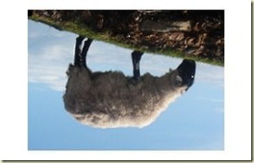 Spider sheep