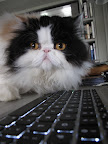 Peony, you stay on the lookout while I log onto Martha's appointment schedule.