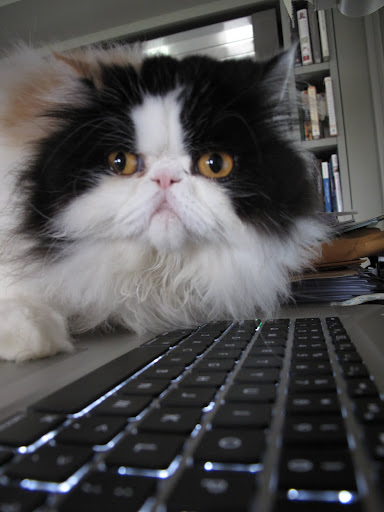 Peony, you stay on the lookout while I log onto Martha's appointment schedule.
