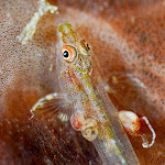 Goby with parasites