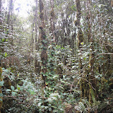 The vegetation near Pangulubao trig point (Daniel Quinn, August 2011)
