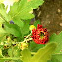 chrysanths