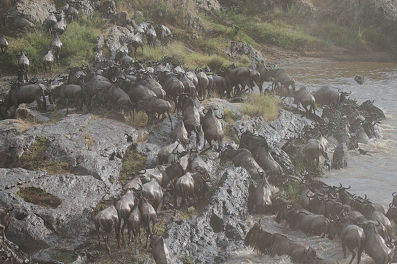 mara-river-crossing-3 mara-river-crossing-3