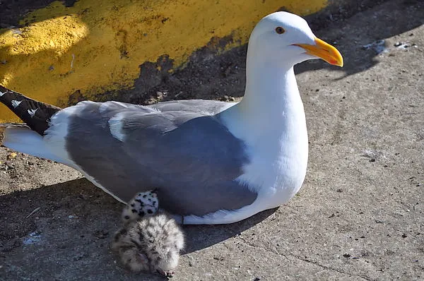 海鷗與她的寶寶