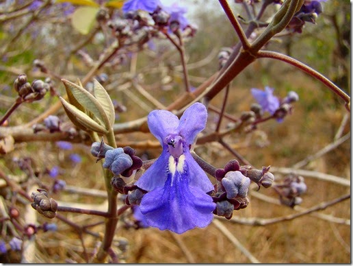 Vitex cymosa flowers