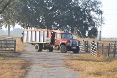 feed cows 001 feed cows 001
