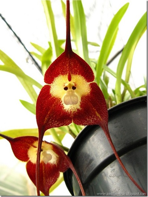 Monkey Orchids (7)