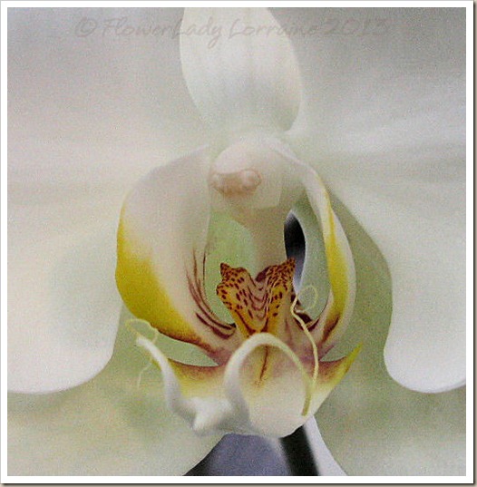 02-03-orchid3