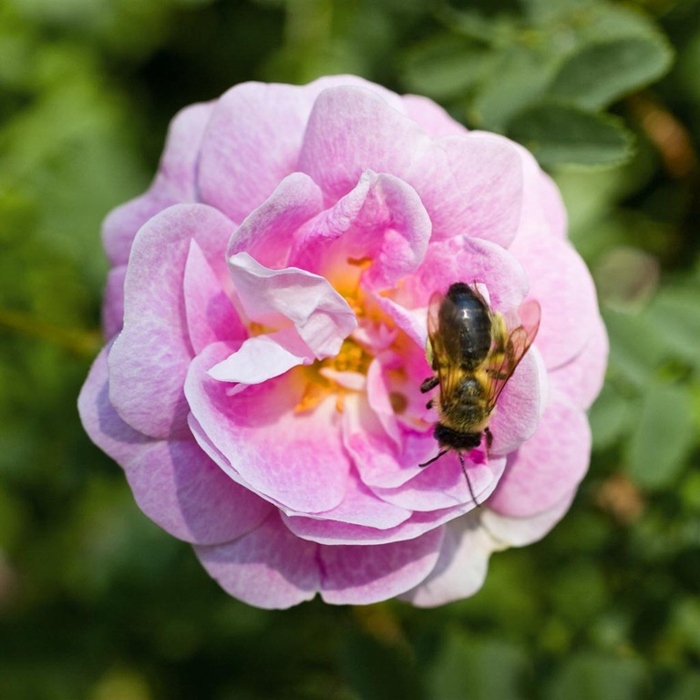 [Dog-Rose%255B3%255D.jpg]