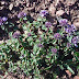 Thymus%252520fedtschenkoi%25252c%252520aragats%25252c%2525202012.08.05%252520%25252804%252529
