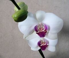 2013-orchid1 2013-orchid1