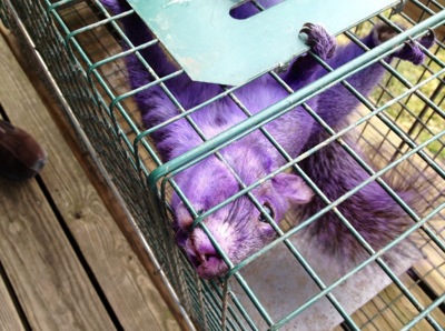 PurpleSquirrel
