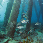 Pillars of the Salt Pier