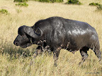 Masai Mara