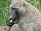 Murchison Falls Nationalpark